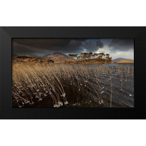 Pine Island Black Modern Wood Framed Art Print by Krocka, Peter