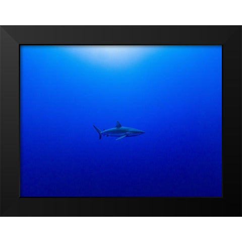 Into The Blue Black Modern Wood Framed Art Print by Melesan, Serge