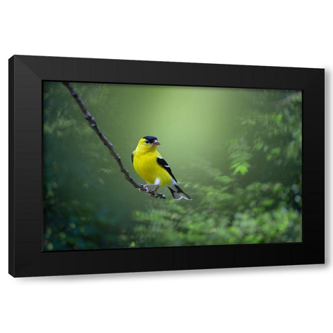 Posing Pretty Black Modern Wood Framed Art Print by Maggard Arlow, Mickey