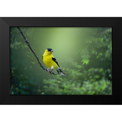 Posing Pretty Black Modern Wood Framed Art Print by Maggard Arlow, Mickey