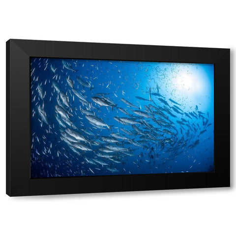 A School Of Trevaly Black Modern Wood Framed Art Print by Gabriel, Barathieu