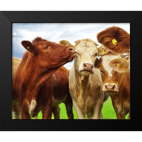 Pre Shoot Black Modern Wood Framed Art Print by Clark, Ray