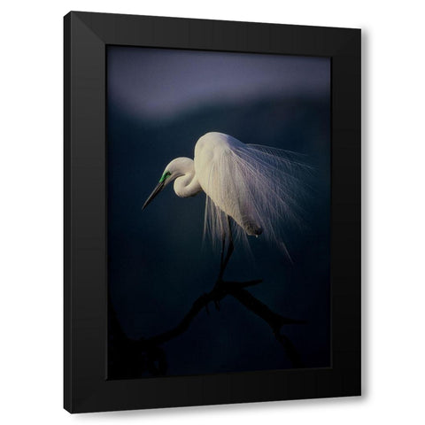 Beautiful Ornament Feathers Black Modern Wood Framed Art Print with Double Matting by Yamashita, Takafumi