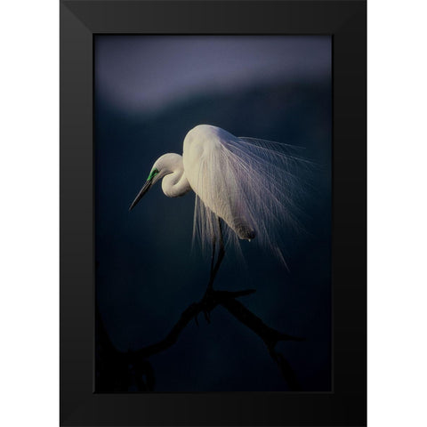 Beautiful Ornament Feathers Black Modern Wood Framed Art Print by Yamashita, Takafumi