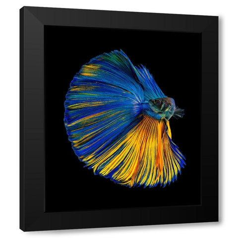 Yellow A Blue Black Modern Wood Framed Art Print with Double Matting by Halil, Andi