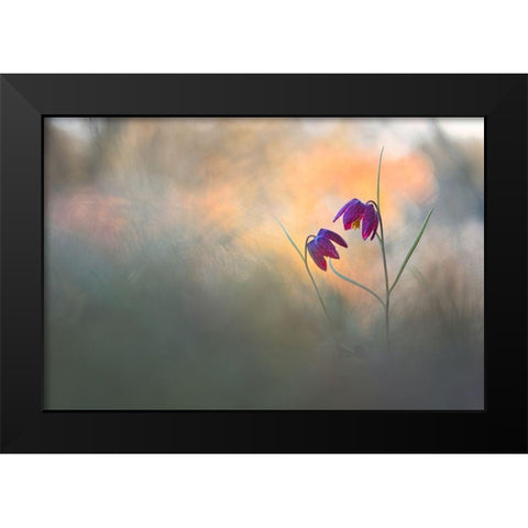 Spring Danse Black Modern Wood Framed Art Print by Blomme, Sebastien