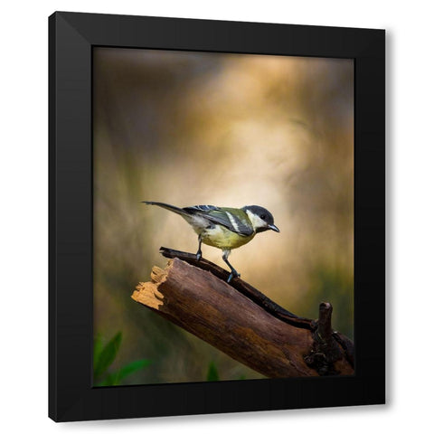 Great Tit Black Modern Wood Framed Art Print with Double Matting by Mufti, Yanal