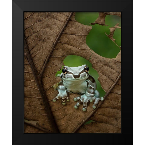 Looking At Window Black Modern Wood Framed Art Print by Tantoyensen