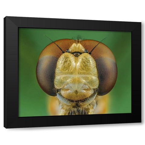 Dragonfly Black Modern Wood Framed Art Print by Riyad_Hamzi
