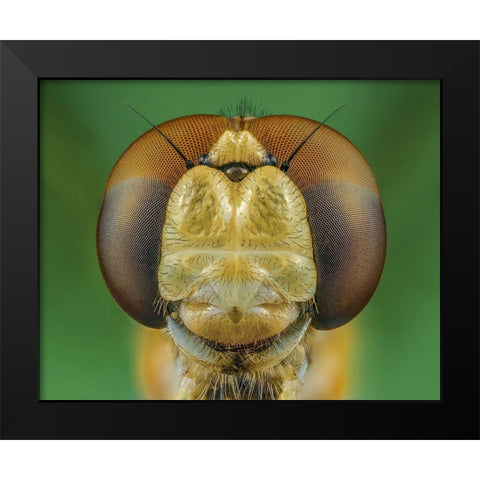 Dragonfly Black Modern Wood Framed Art Print by Riyad_Hamzi