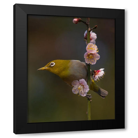 Plum Blossoms And White-Eye Black Modern Wood Framed Art Print by miwa_sun_