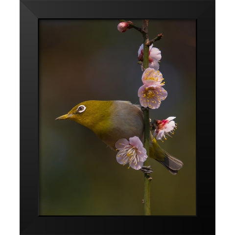 Plum Blossoms And White-Eye Black Modern Wood Framed Art Print by miwa_sun_
