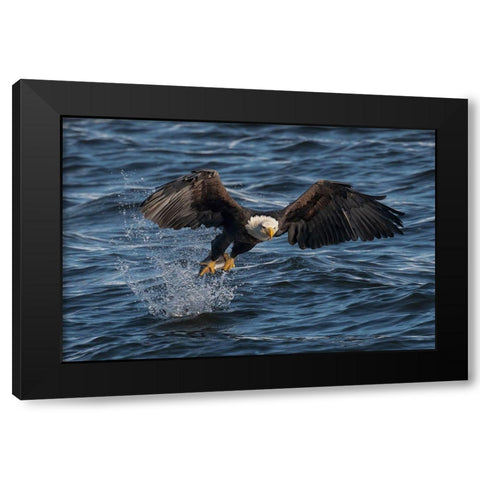 Eagle On The Mississippi River Black Modern Wood Framed Art Print with Double Matting by Xu, Leah