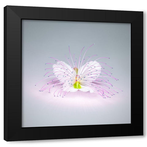 Caper Flower Black Modern Wood Framed Art Print with Double Matting by Cavallo, Rico