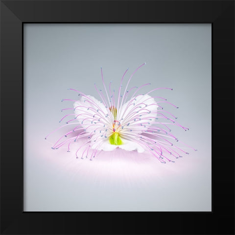 Caper Flower Black Modern Wood Framed Art Print by Cavallo, Rico
