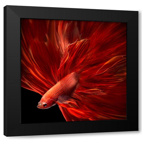 Red Fire Bettafish Black Modern Wood Framed Art Print with Double Matting by Bunjamin, Antonyus