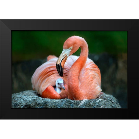 Mom Flamingo With Chick Black Modern Wood Framed Art Print by Ortega, Xavier