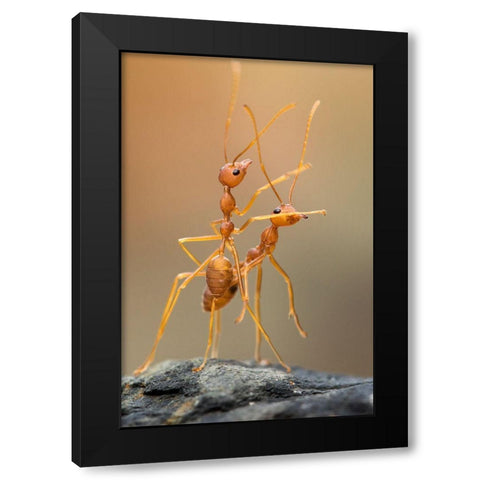 Dance Ants Black Modern Wood Framed Art Print by Mp, Hendy
