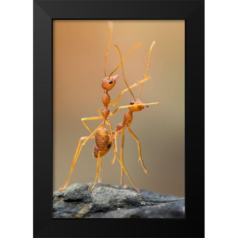 Dance Ants Black Modern Wood Framed Art Print by Mp, Hendy