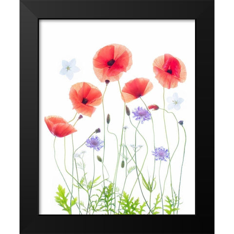 Poppy Garden Black Modern Wood Framed Art Print by Williams, Sharon