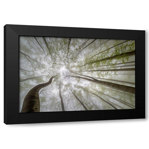 Forest Views Black Modern Wood Framed Art Print by Pavlasek, Tom