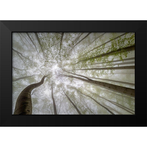Forest Views Black Modern Wood Framed Art Print by Pavlasek, Tom