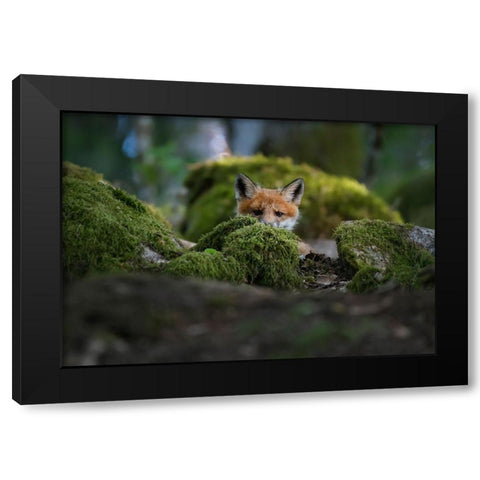 Curious Fox Black Modern Wood Framed Art Print with Double Matting by Lindsten, Christian