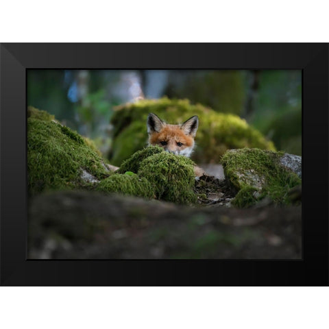 Curious Fox Black Modern Wood Framed Art Print by Lindsten, Christian