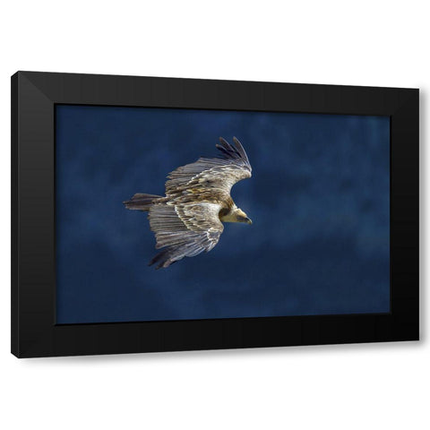 Vulture In Blu Black Modern Wood Framed Art Print with Double Matting by Redaelli, Marco