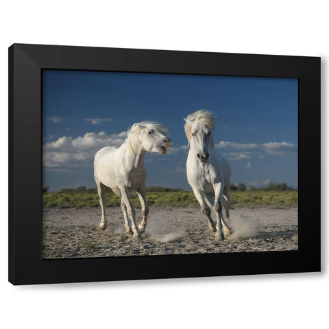White Horses Black Modern Wood Framed Art Print by Anton, Rostovskiy