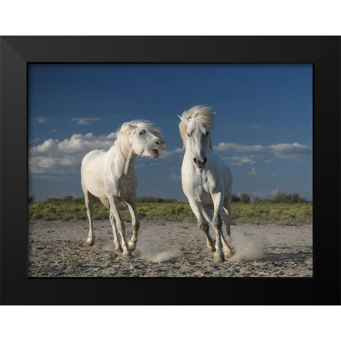 White Horses Black Modern Wood Framed Art Print by Anton, Rostovskiy