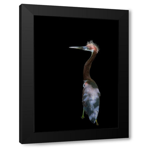 Bad Haired Day Black Modern Wood Framed Art Print with Double Matting by Zhu, Eddie