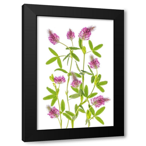 Trifolium Black Modern Wood Framed Art Print by Disher, Mandy