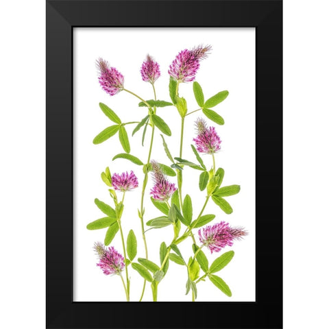 Trifolium Black Modern Wood Framed Art Print by Disher, Mandy