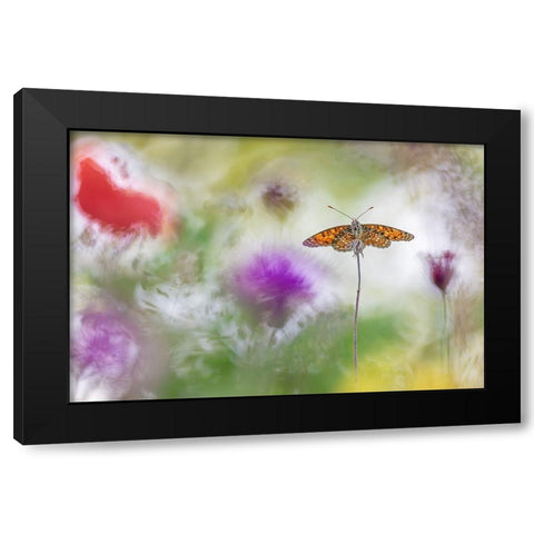 Colour Splashes Black Modern Wood Framed Art Print by Spranz, Henrik