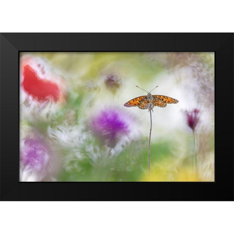 Colour Splashes Black Modern Wood Framed Art Print by Spranz, Henrik