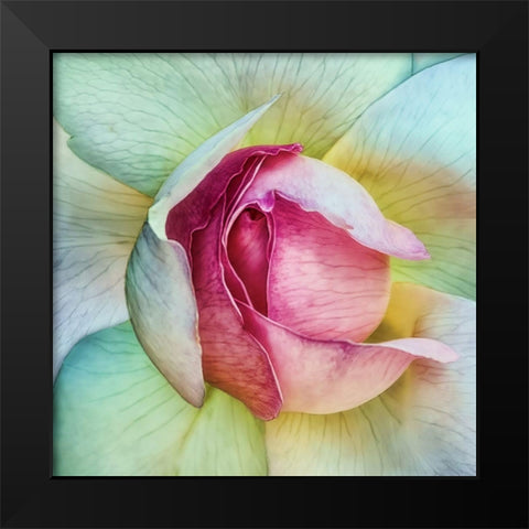 La Vie En Rose Black Modern Wood Framed Art Print by Flour, Piet