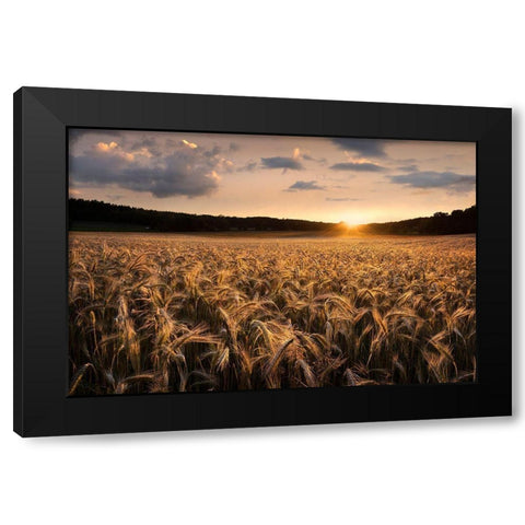 Fields Of Gold Black Modern Wood Framed Art Print by Lindsten, Christian