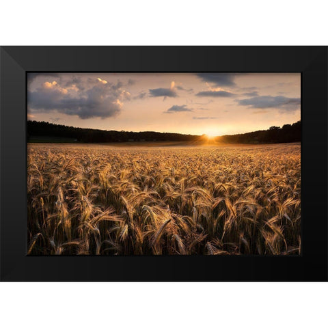 Fields Of Gold Black Modern Wood Framed Art Print by Lindsten, Christian