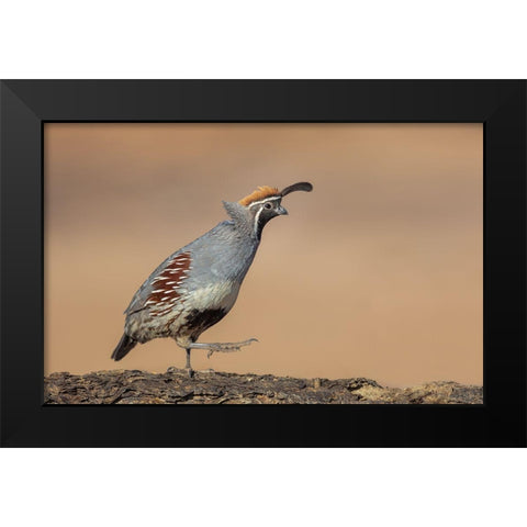 Forward-March! Black Modern Wood Framed Art Print by Barsh, Greg