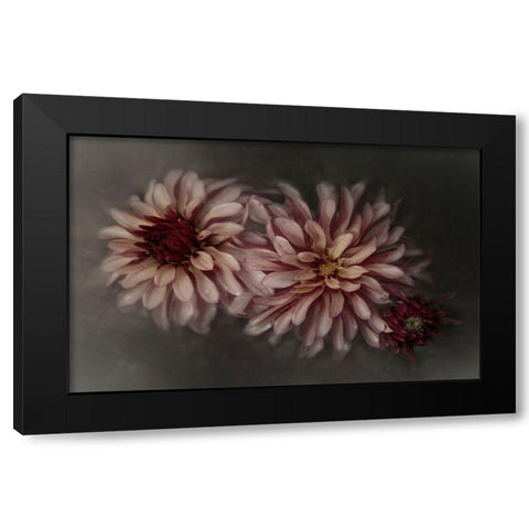 Dahlia Family Black Modern Wood Framed Art Print with Double Matting by Claes, Gilbert