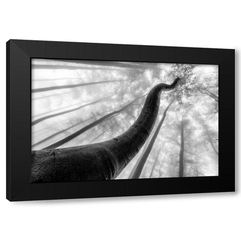 Tree Shapes Black Modern Wood Framed Art Print by Pavlasek, Tom