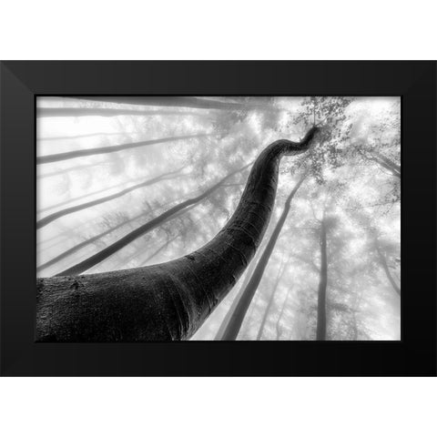 Tree Shapes Black Modern Wood Framed Art Print by Pavlasek, Tom