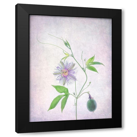 Passion Fruit Black Modern Wood Framed Art Print with Double Matting by W., Catherine