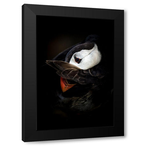 The Shy Puffin Black Modern Wood Framed Art Print with Double Matting by Tokolyi, Csaba