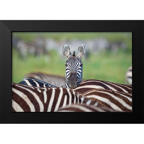 Make A Difference....Stand Out In The Crowd Black Modern Wood Framed Art Print by C. Sink, Jeffrey