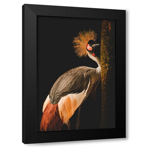 Grey Crowned Crane Black Modern Wood Framed Art Print by jealousy