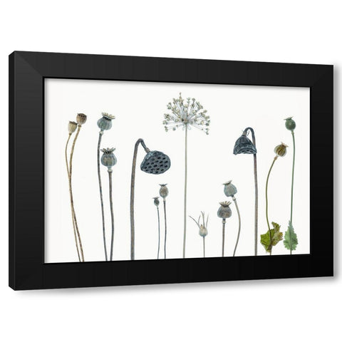 Seed Heads Black Modern Wood Framed Art Print with Double Matting by Gronkjar, Lotte