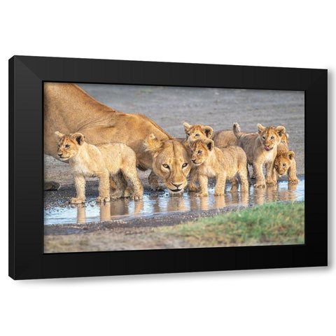 Wariness At The Water Hole Black Modern Wood Framed Art Print with Double Matting by C. Sink, Jeffrey