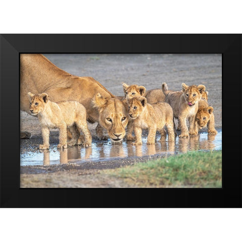 Wariness At The Water Hole Black Modern Wood Framed Art Print by C. Sink, Jeffrey